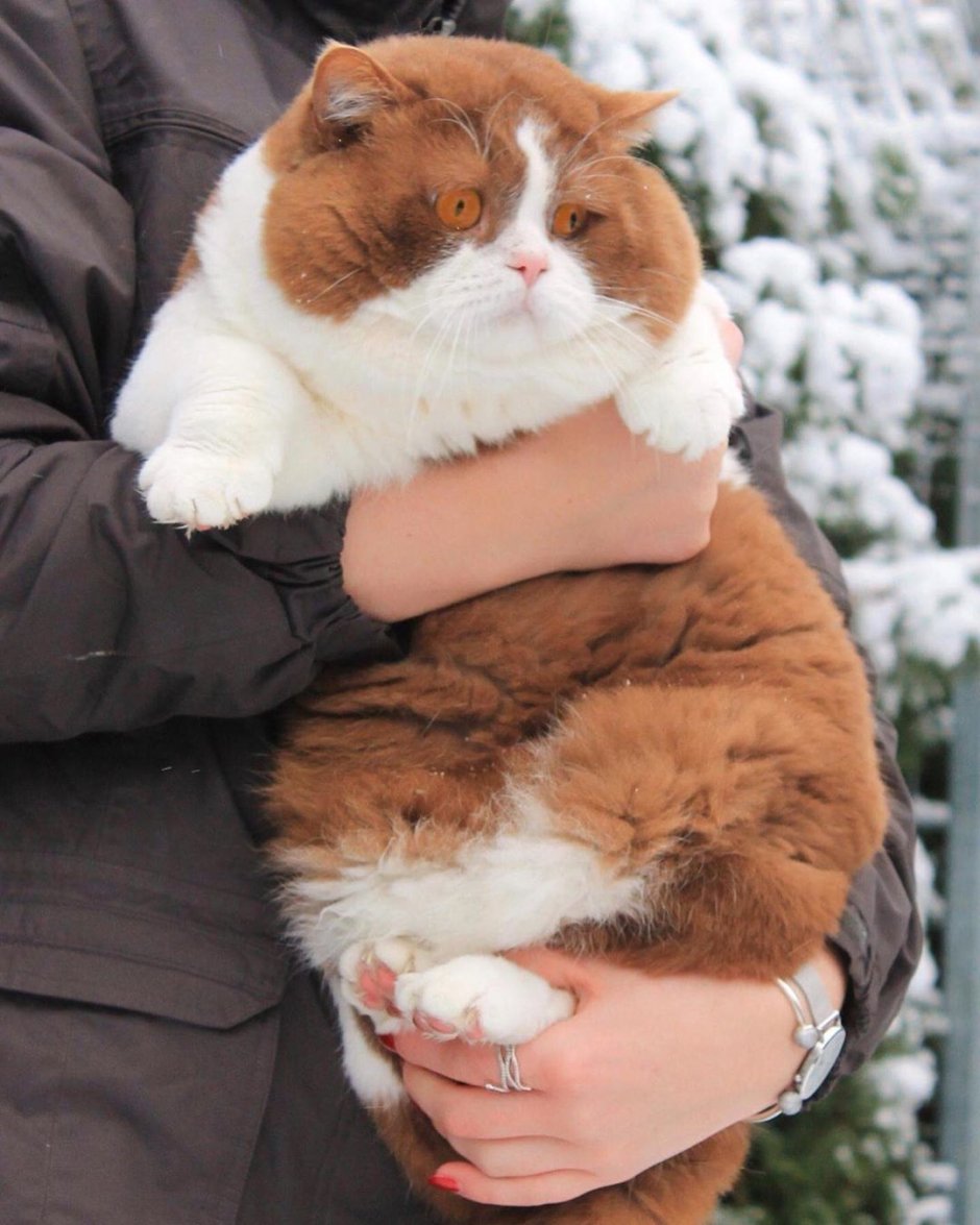 Кот который меняет настроение