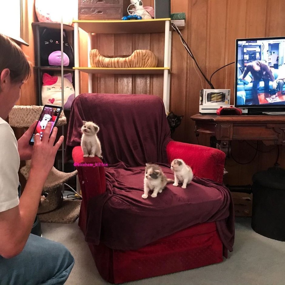 Котенок фотает
