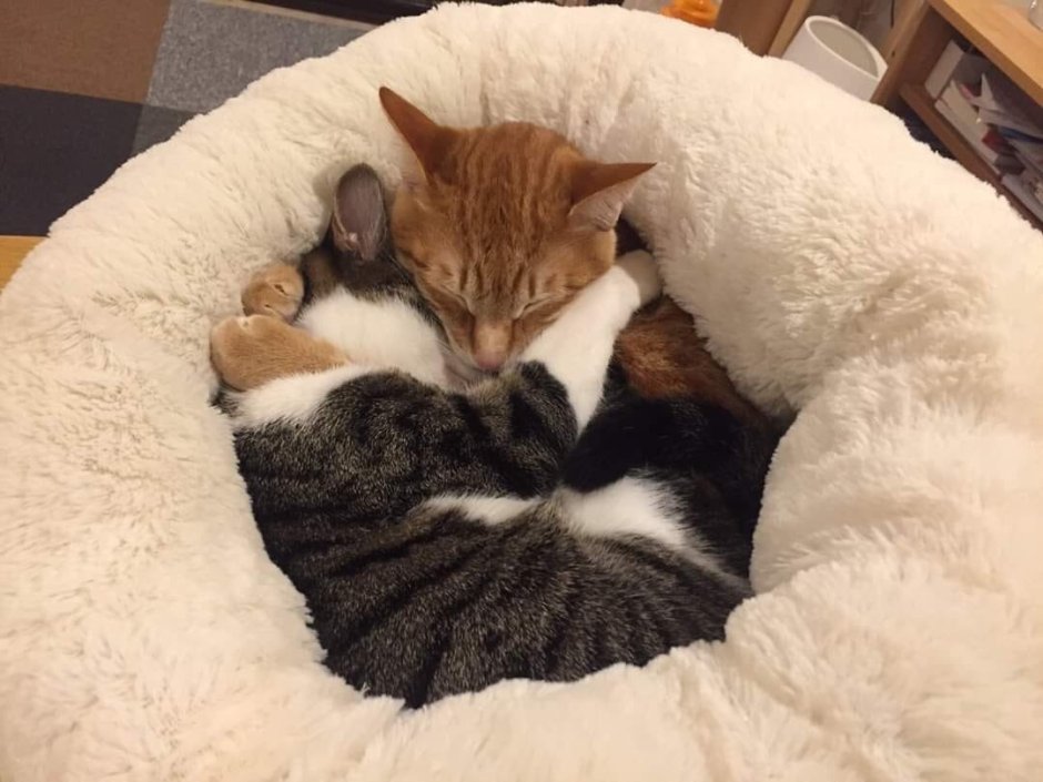 Котята няшатся