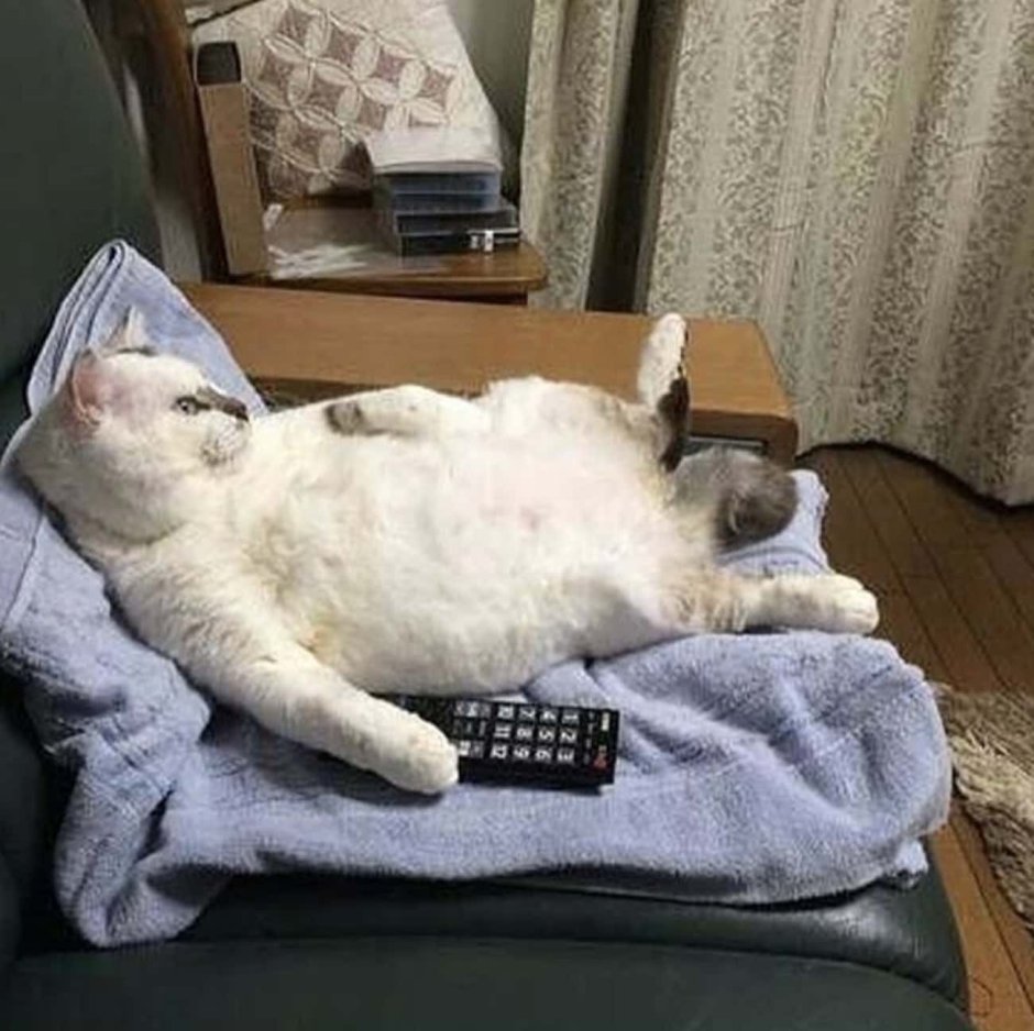 Кот на диване