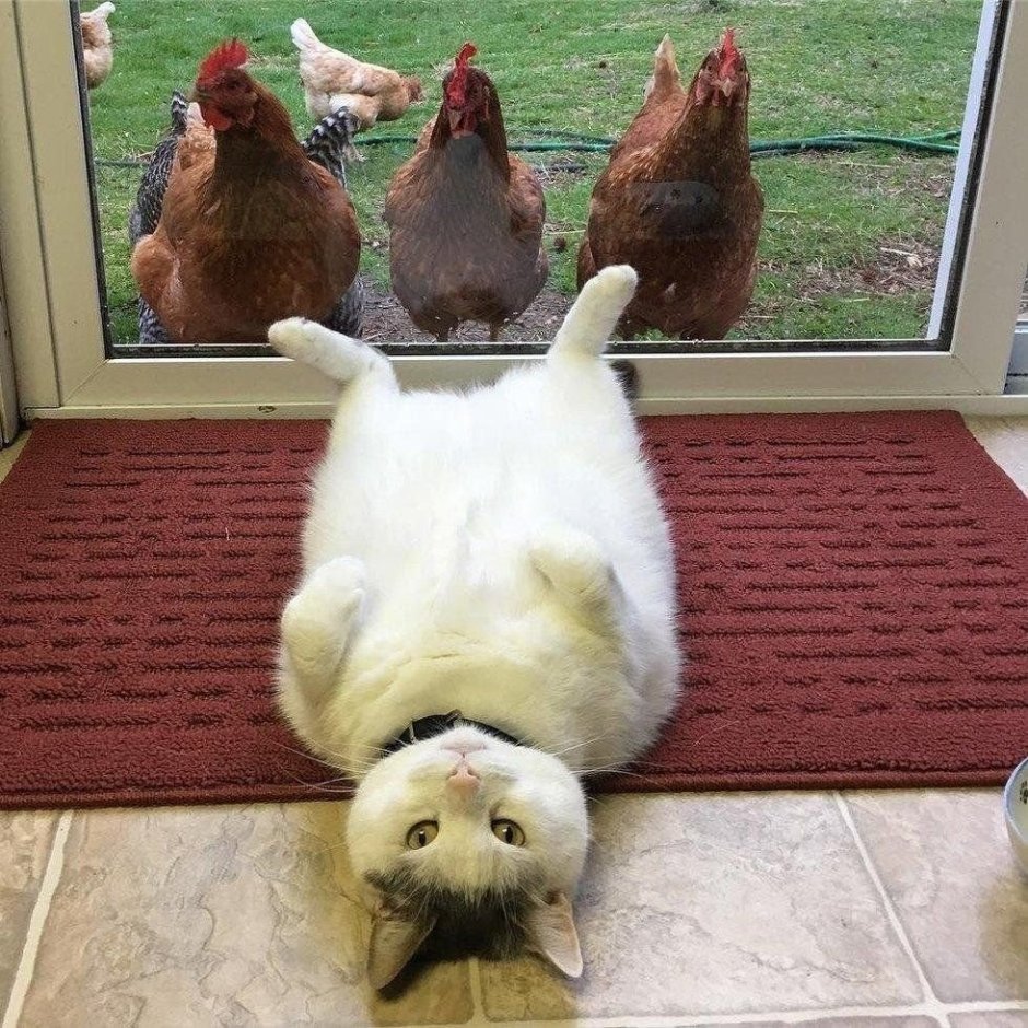 Кот и курица