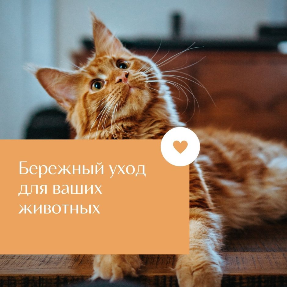 Всемирный день кошек