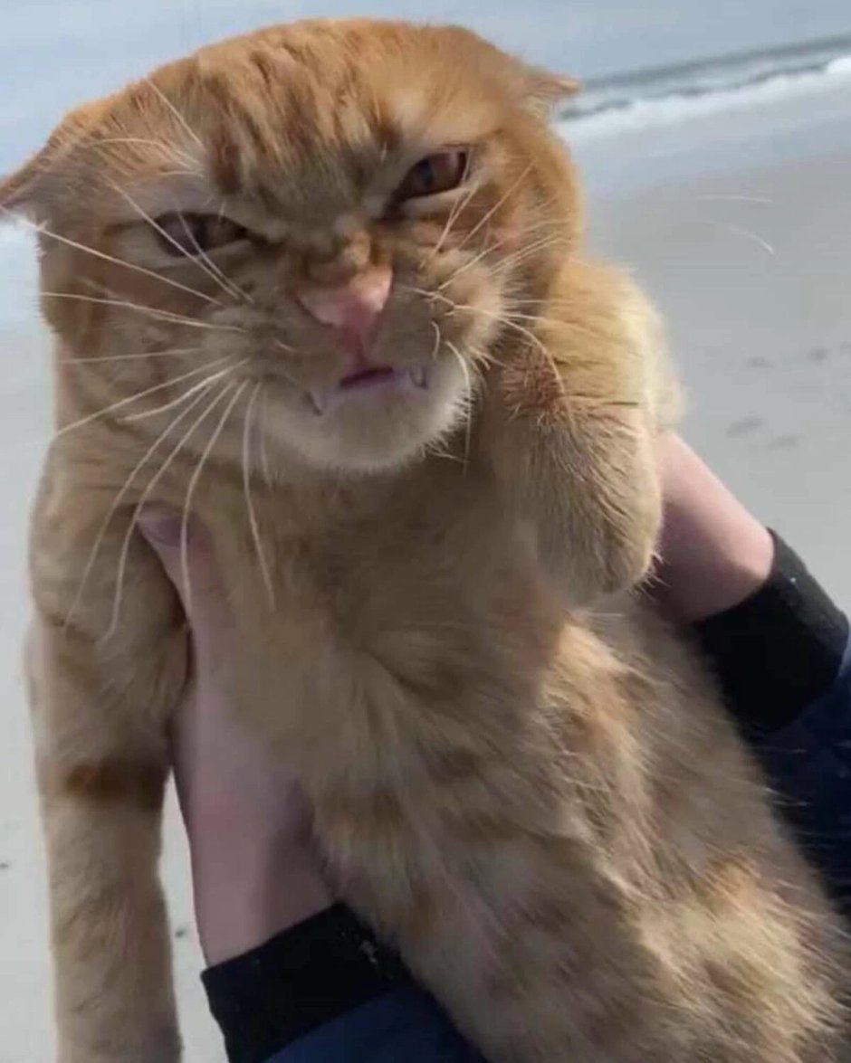 Фу люди кот море рыжий