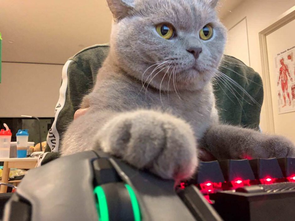 Кот геймер