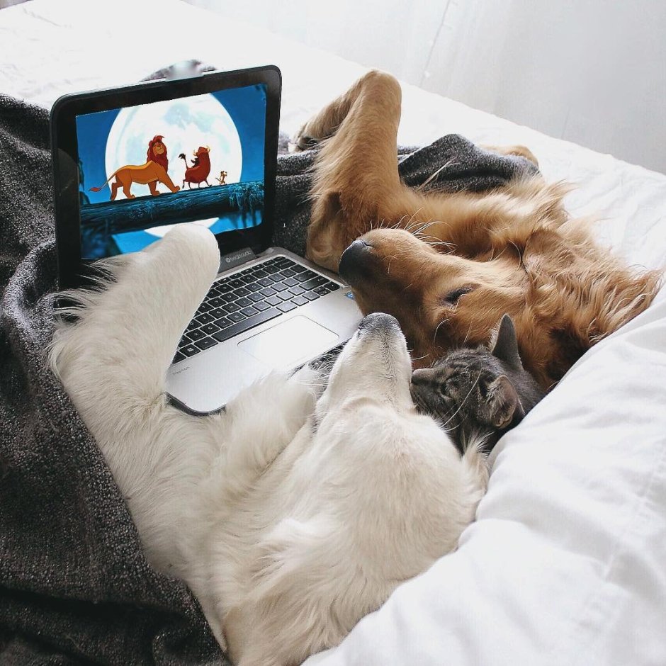 Кошка и телевизор