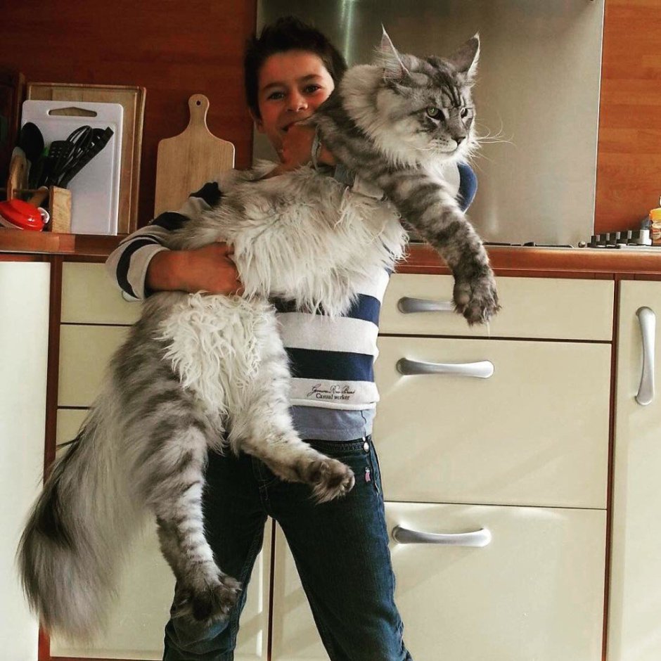 Мейн кун Паши воли