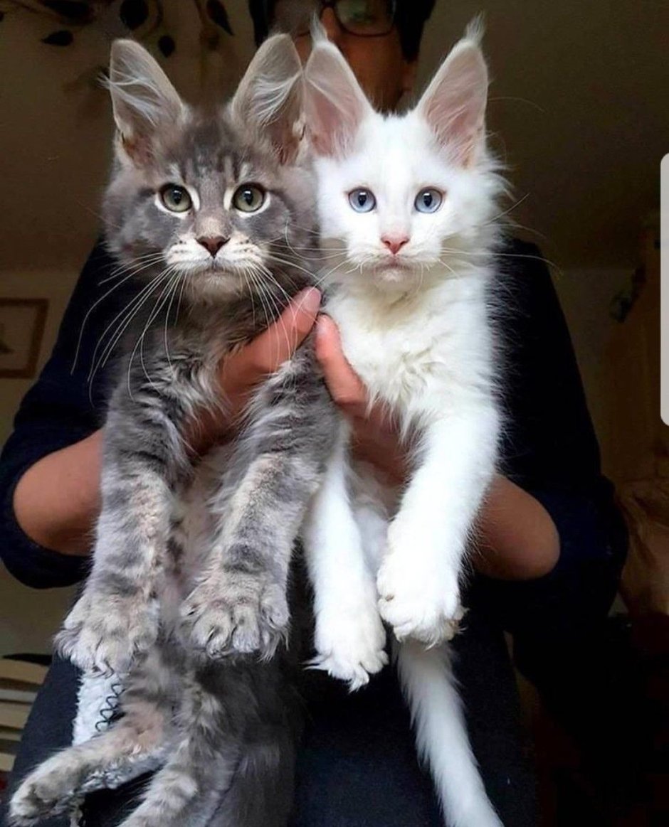 Мэйн кун и обычная кошка