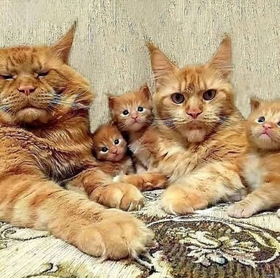 Семья Мейн кунов рыжих