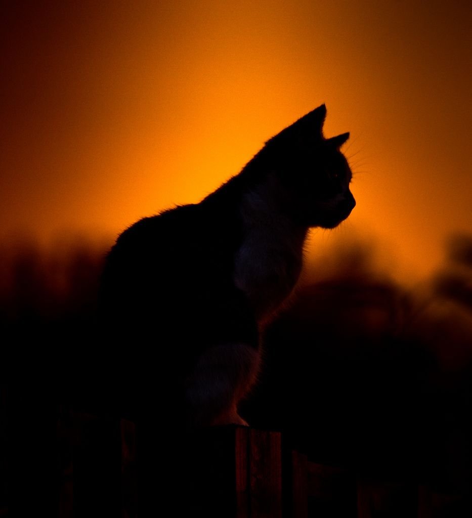 Кошка на закате