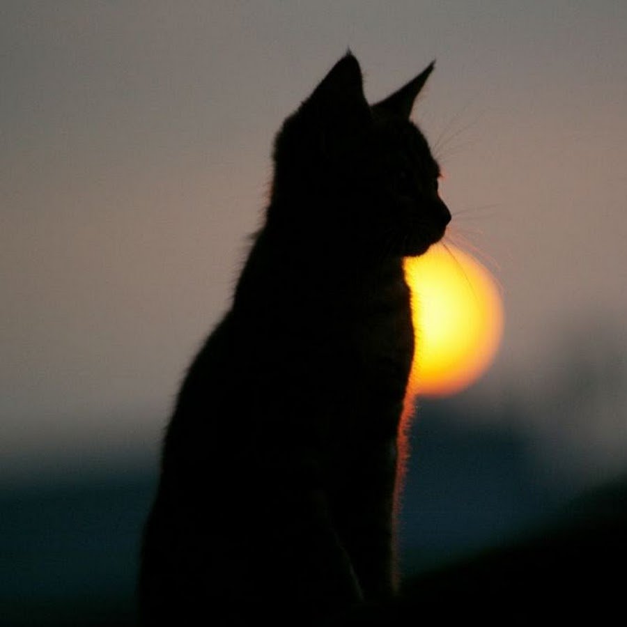 Коты на закате картинки