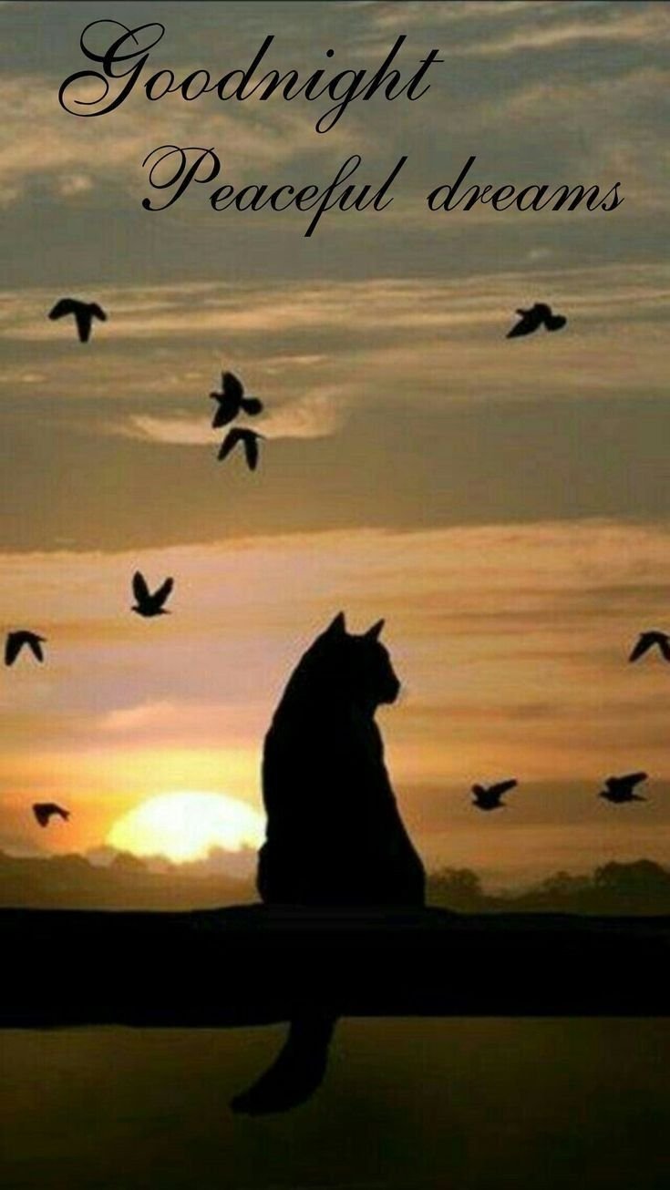 Кошка уходит в закат