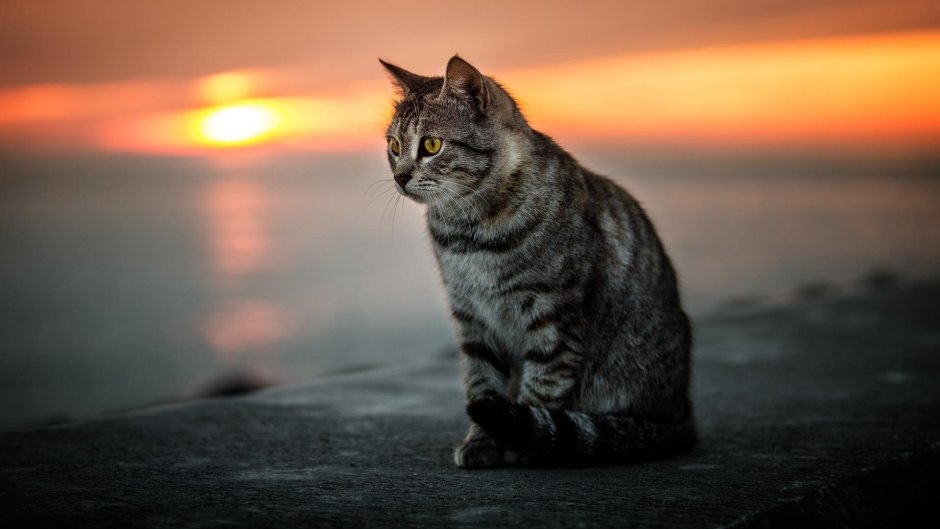 Кот на закате