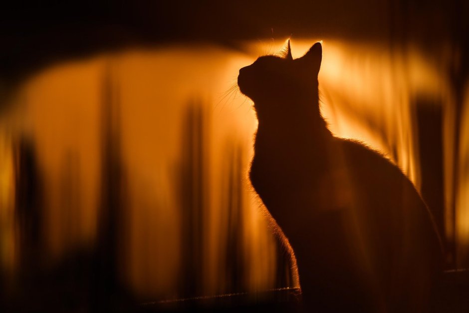 Кот на фоне заката