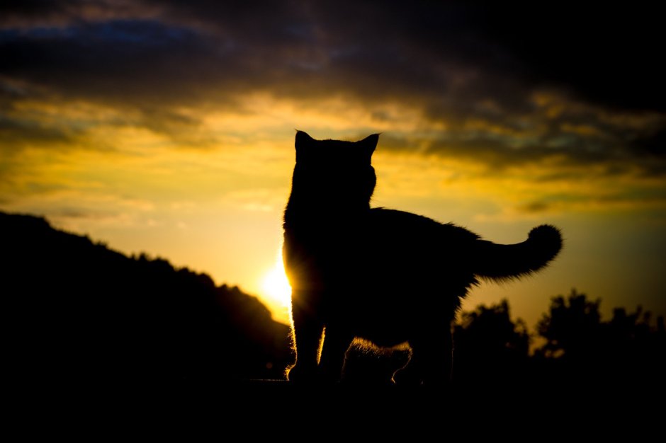 Кошка на закате