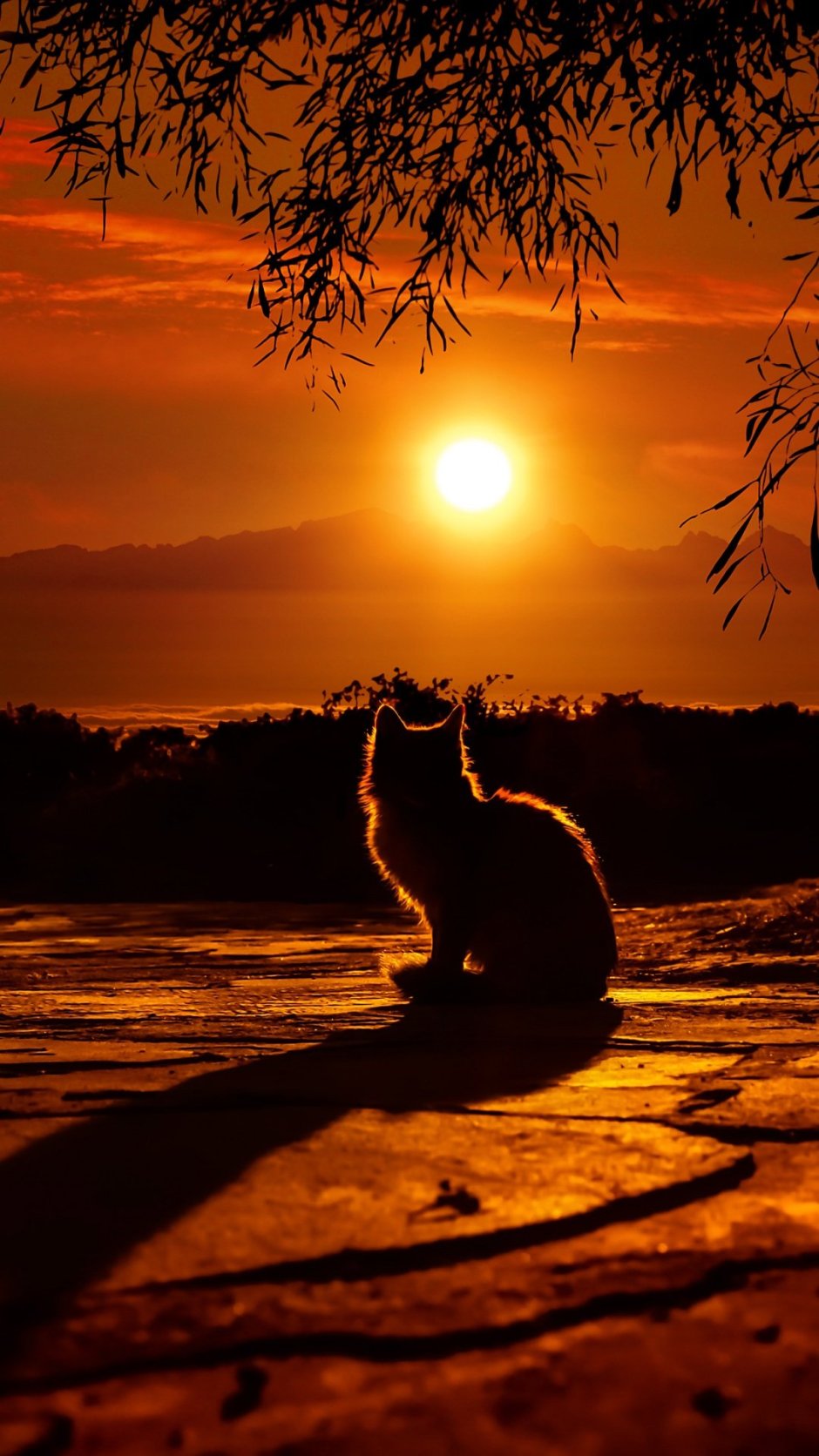 Котик на море