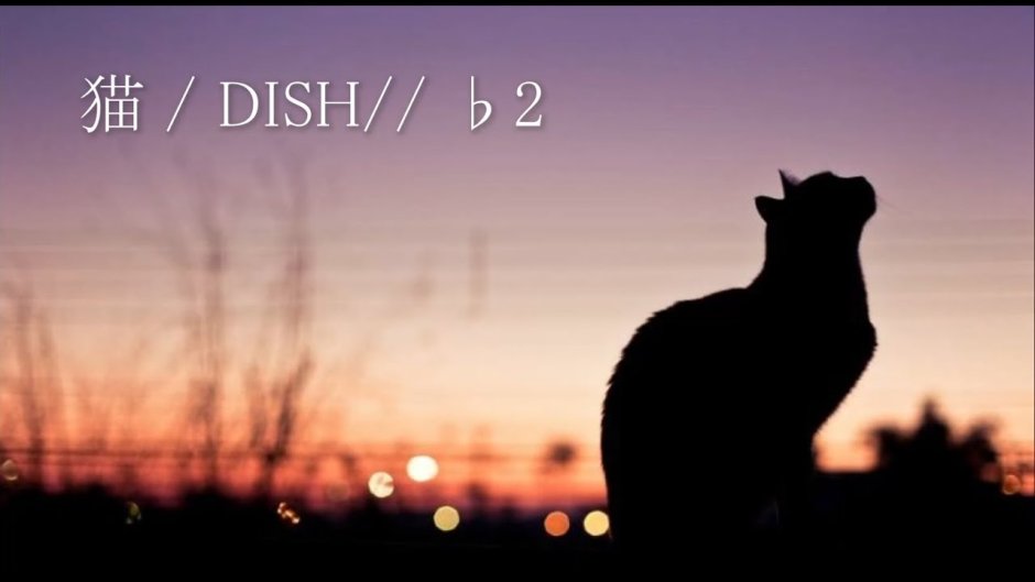 Одинокий кот на закате