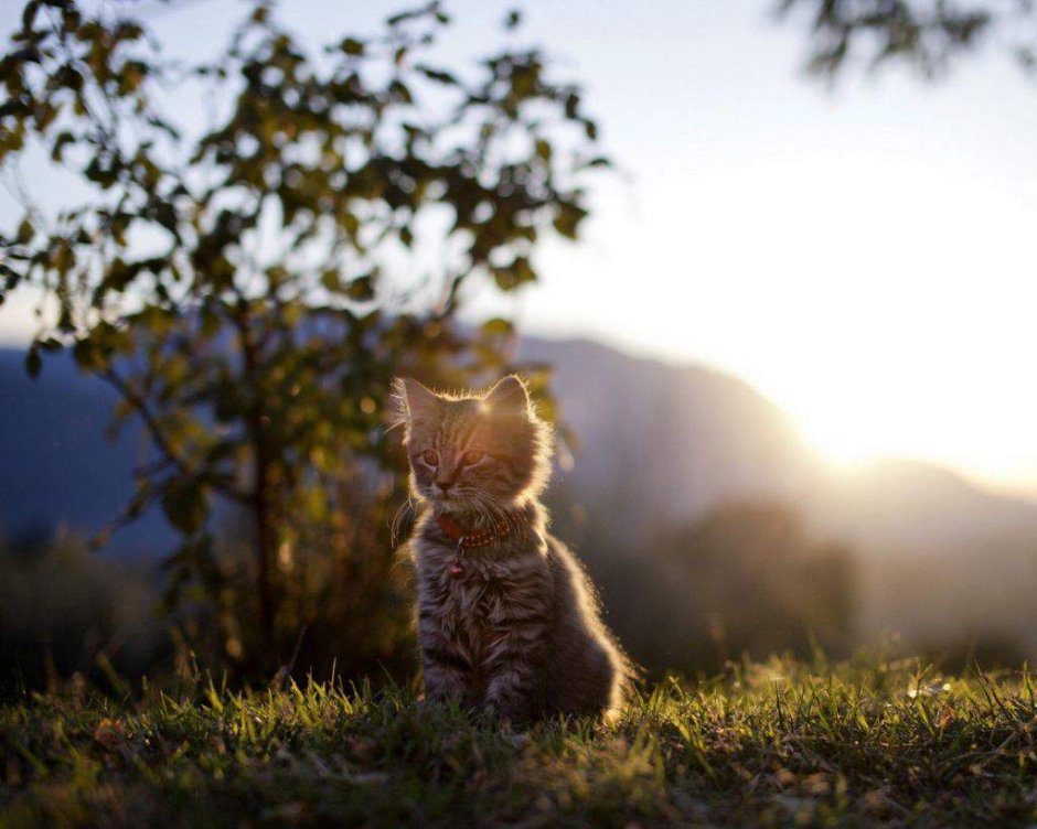 Силуэт кошки на крыше