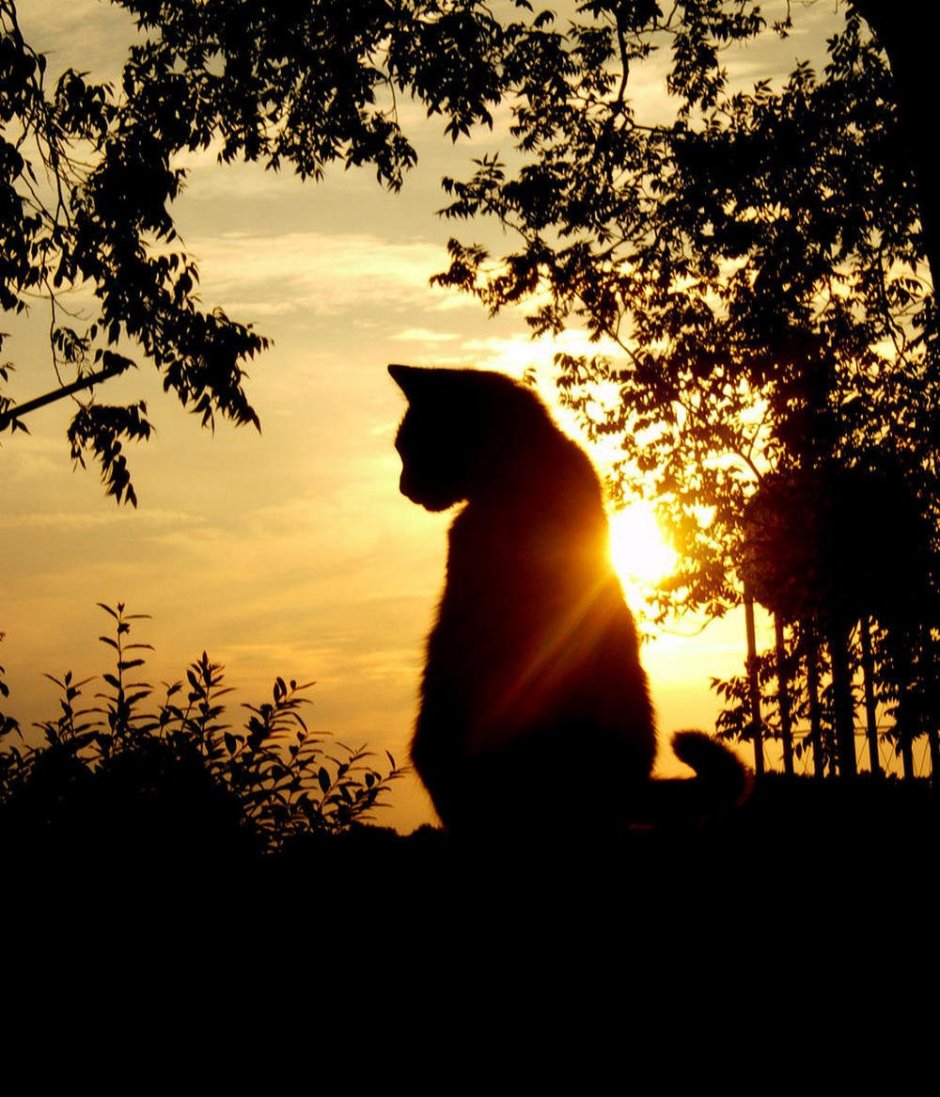 Кот на закате