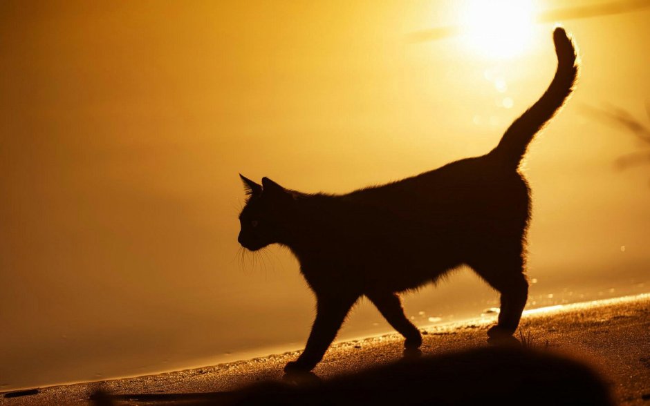 Кот уходит в закат