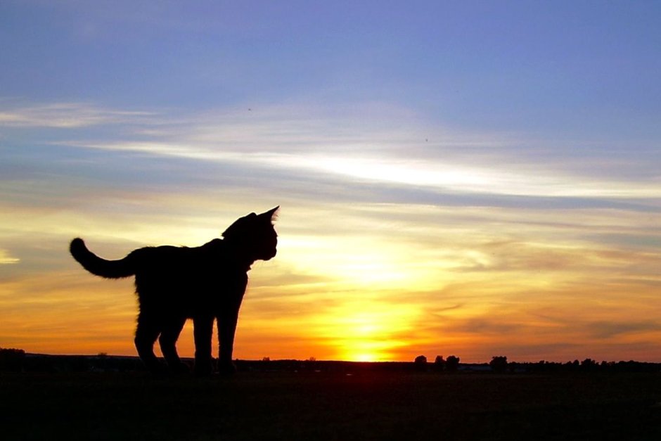 Кошка на фоне заката