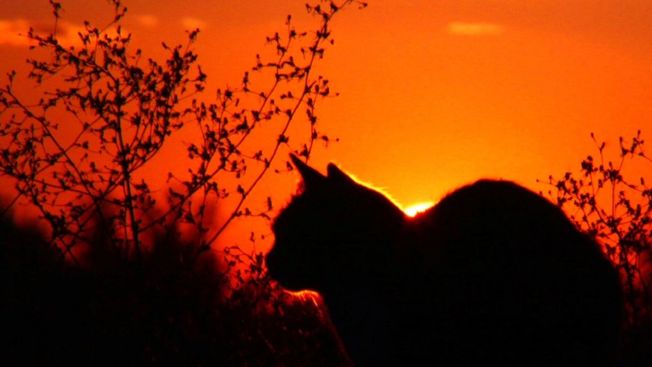 Черная кошка на фоне заката