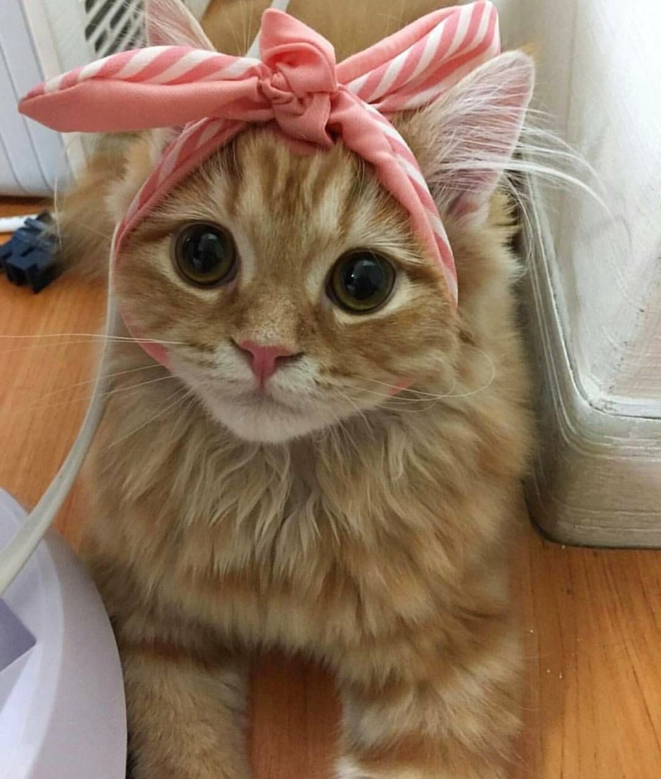 Коты в бантах