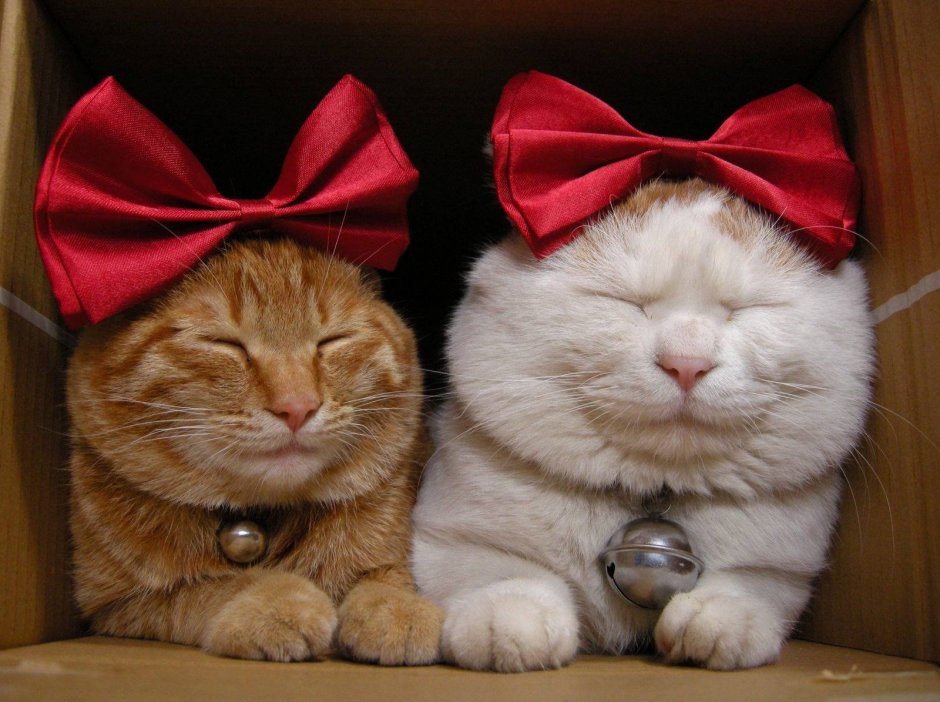 Котик с бантиком