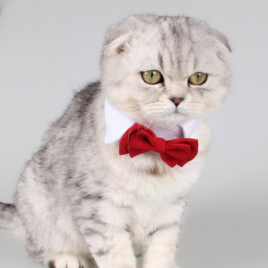 Котенок с бантиком