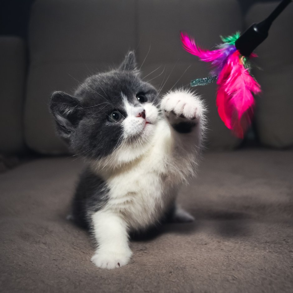Кошка с бантиком