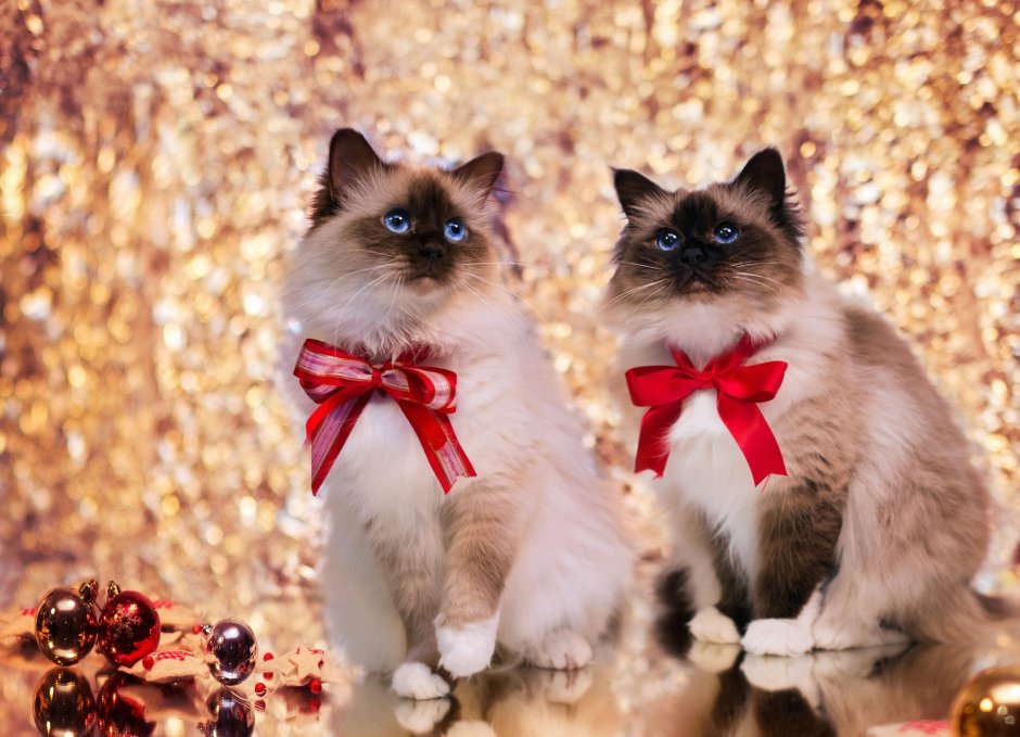 Котенок с бантиком