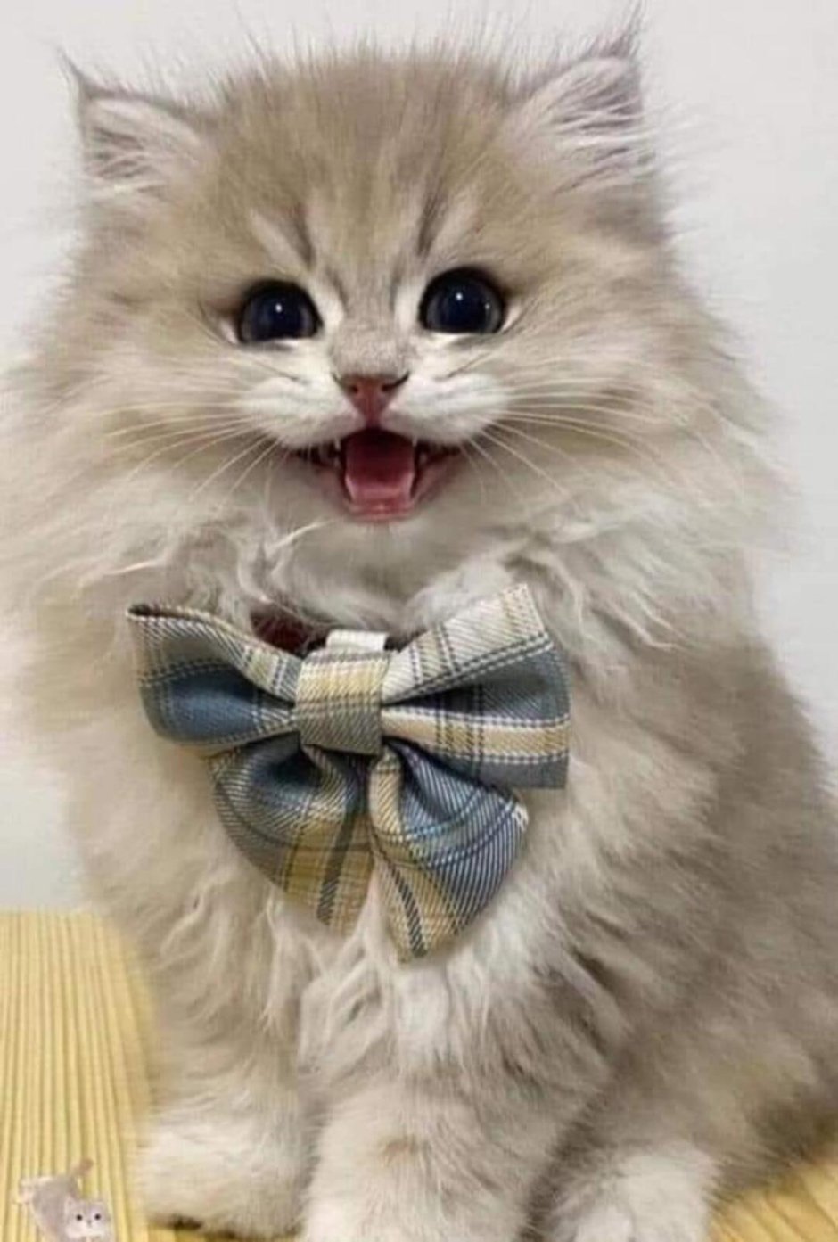 Котенок в галстуке
