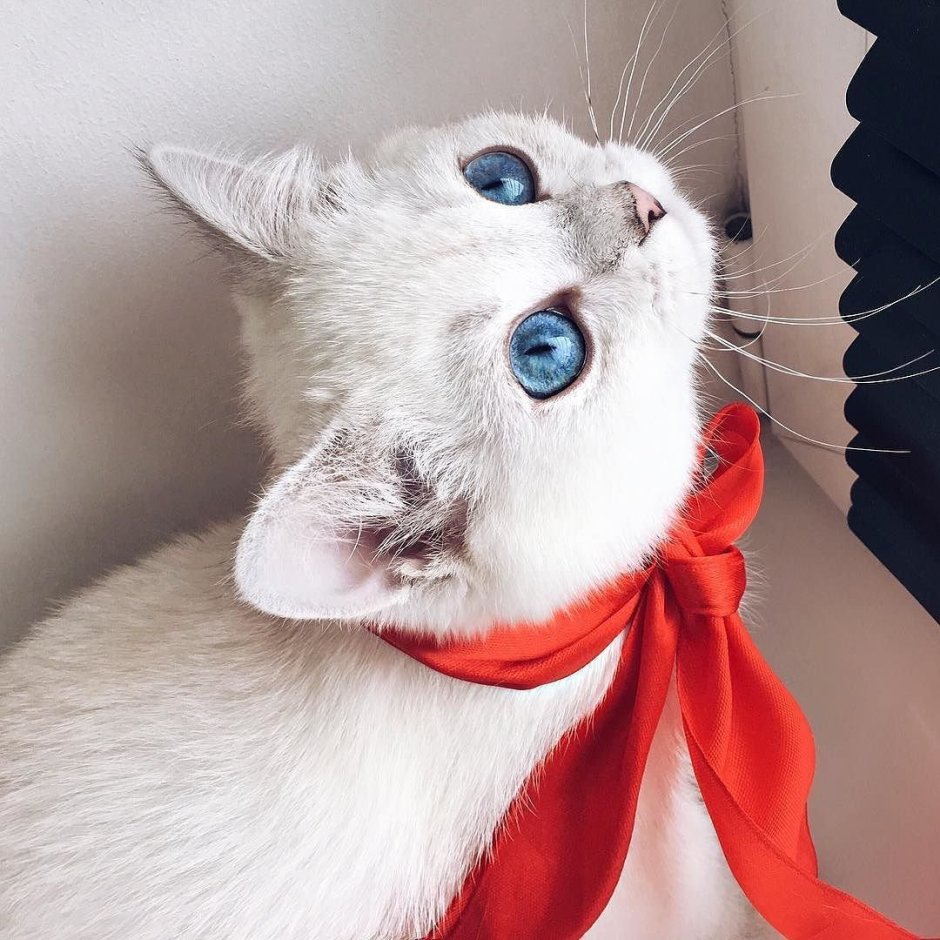 Котик в Красном галстуке