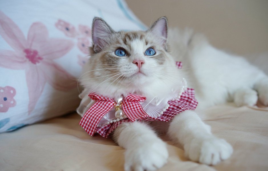 Нарядные котики