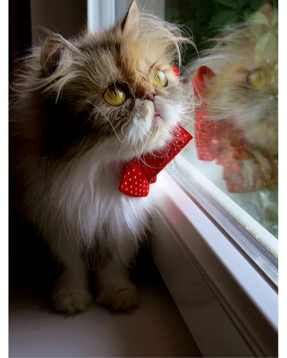 Котейки с бантиками