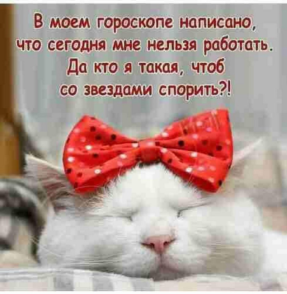 Котенок с бантиком на голове