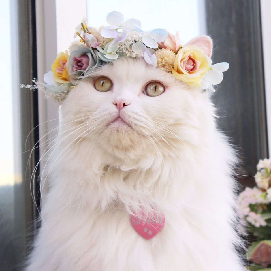 Котик с венком