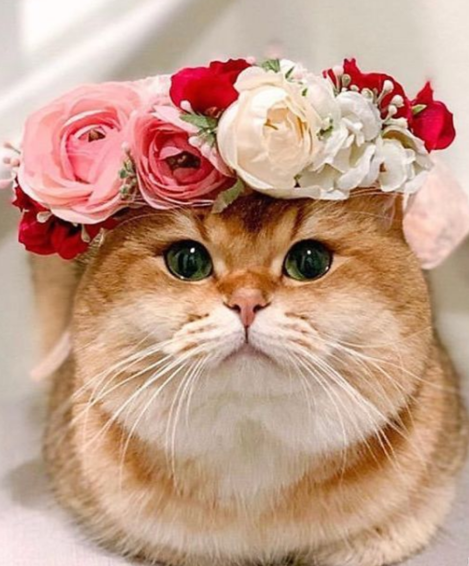Кот в венке из цветов
