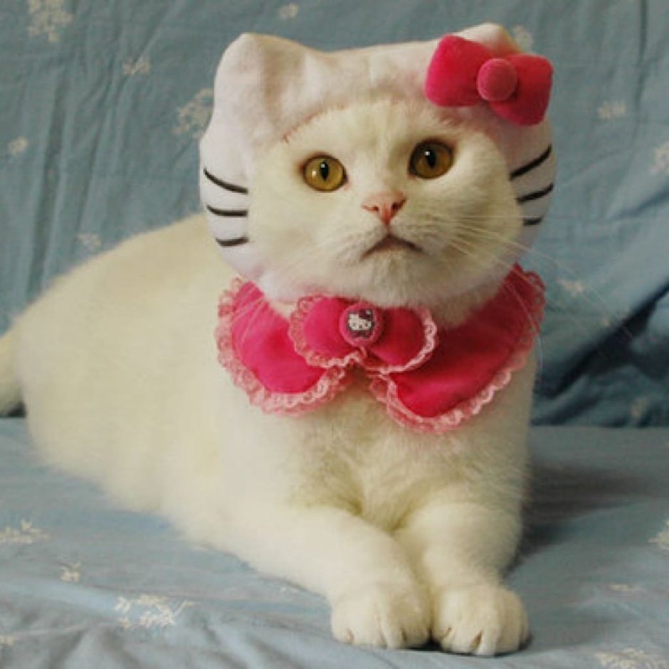 Котик с бантиком