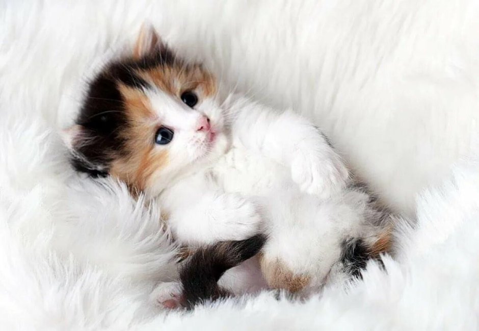 Милые коты