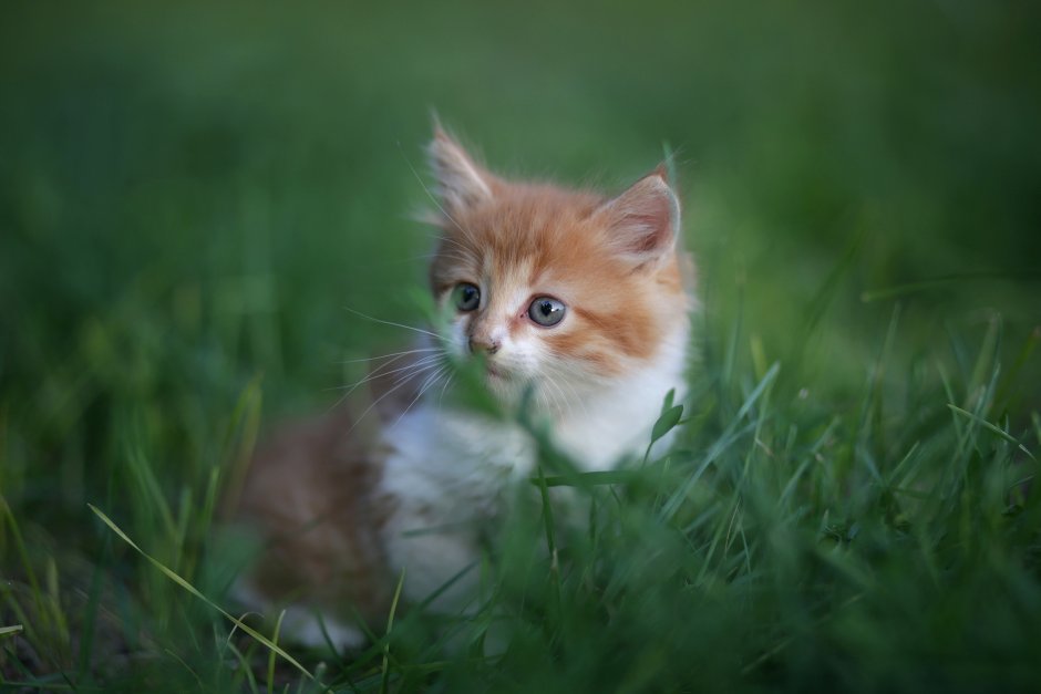 Рыже белый котенок