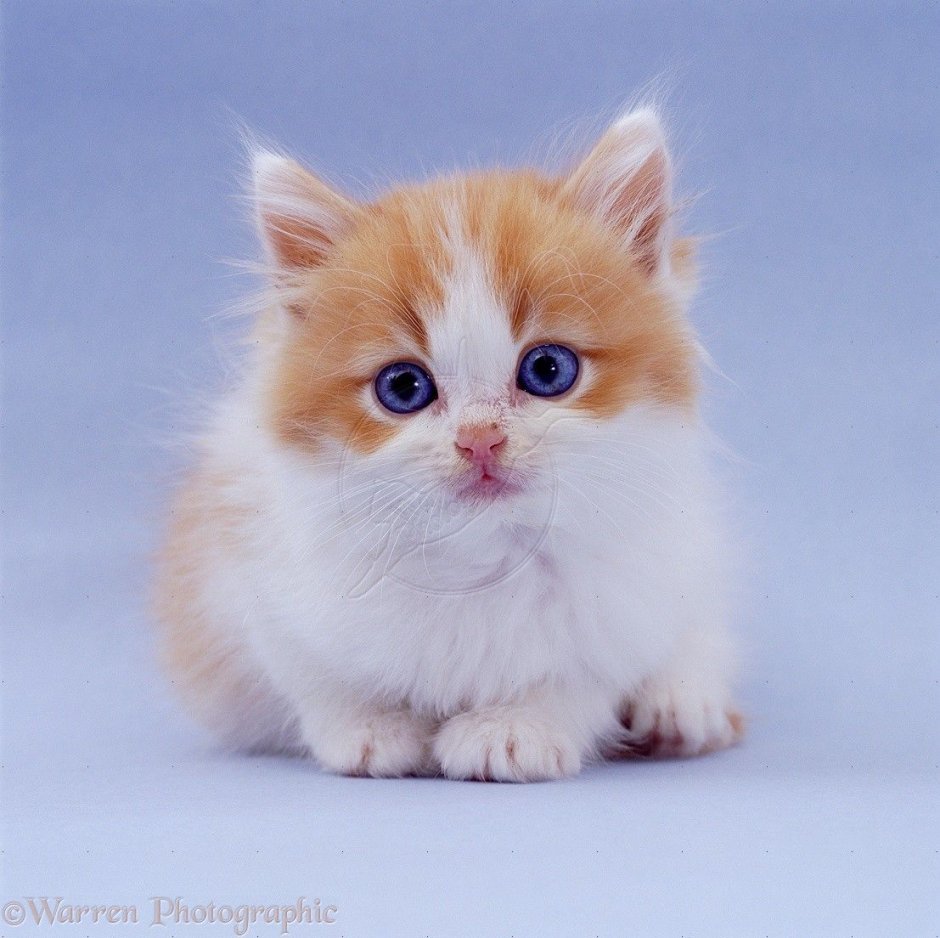 Любопытный рыжий котенок