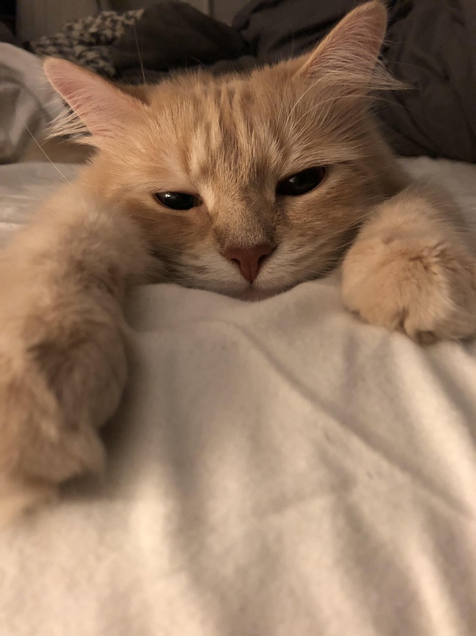 Милые котики Эстетика