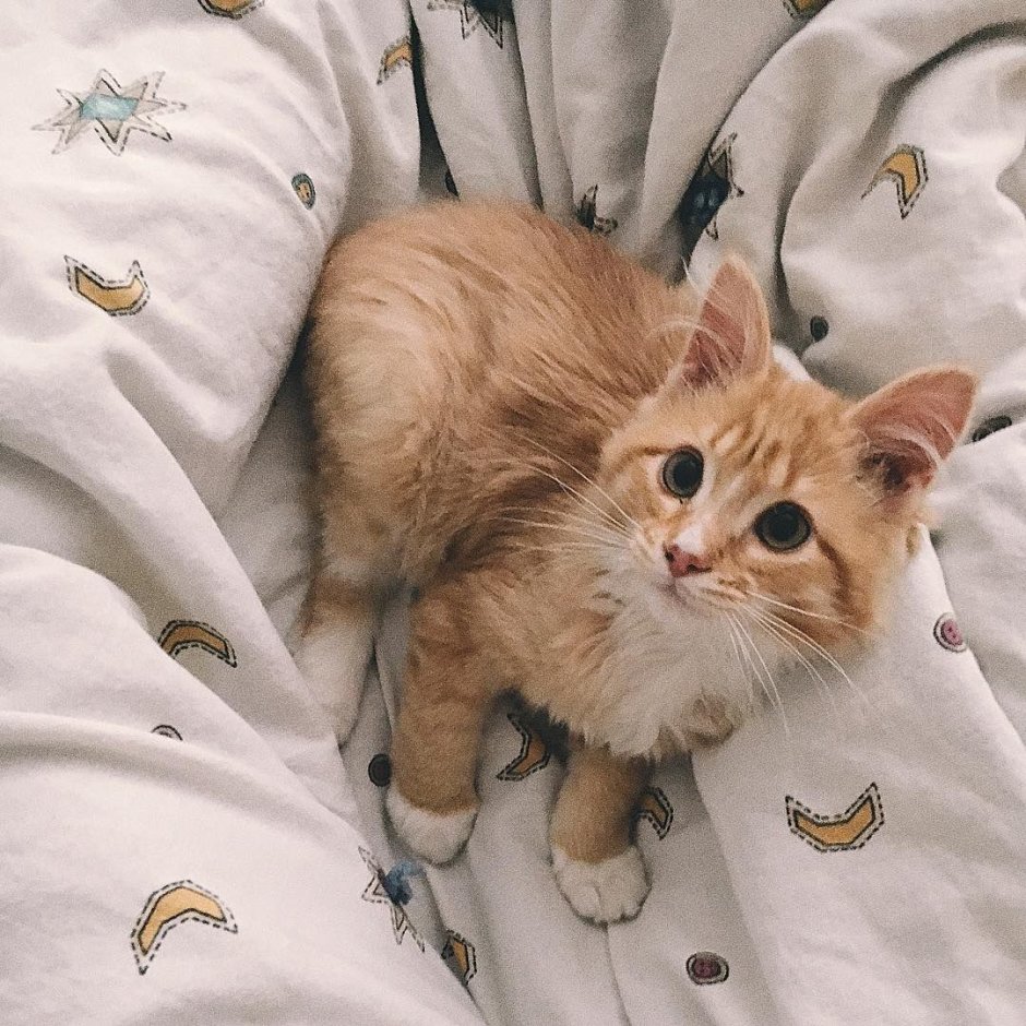 Рыжий кот Эстетика
