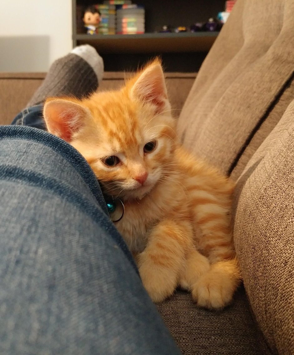 Рыжий котенок Эстетика
