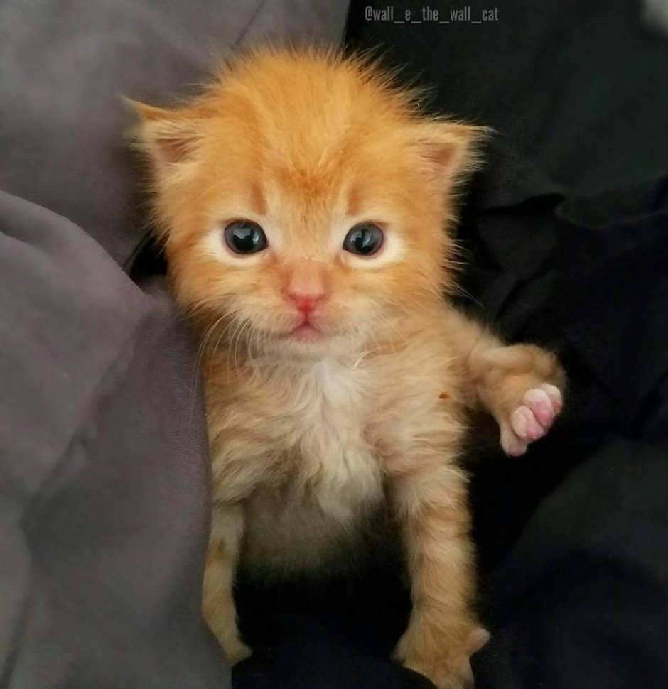 Котята рыжие и совсем маленькие