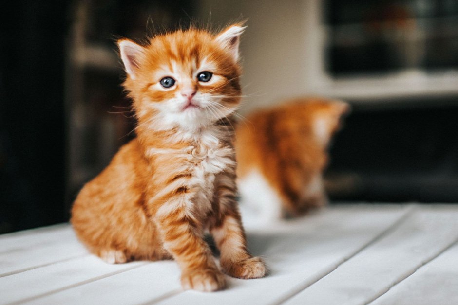 Рыжий котенок дома