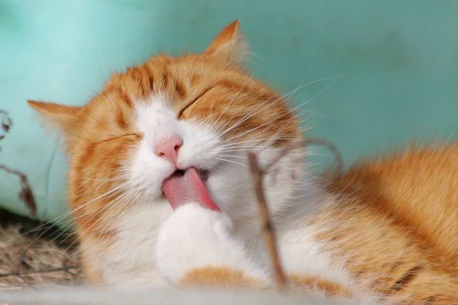 Рыжий котик умывается