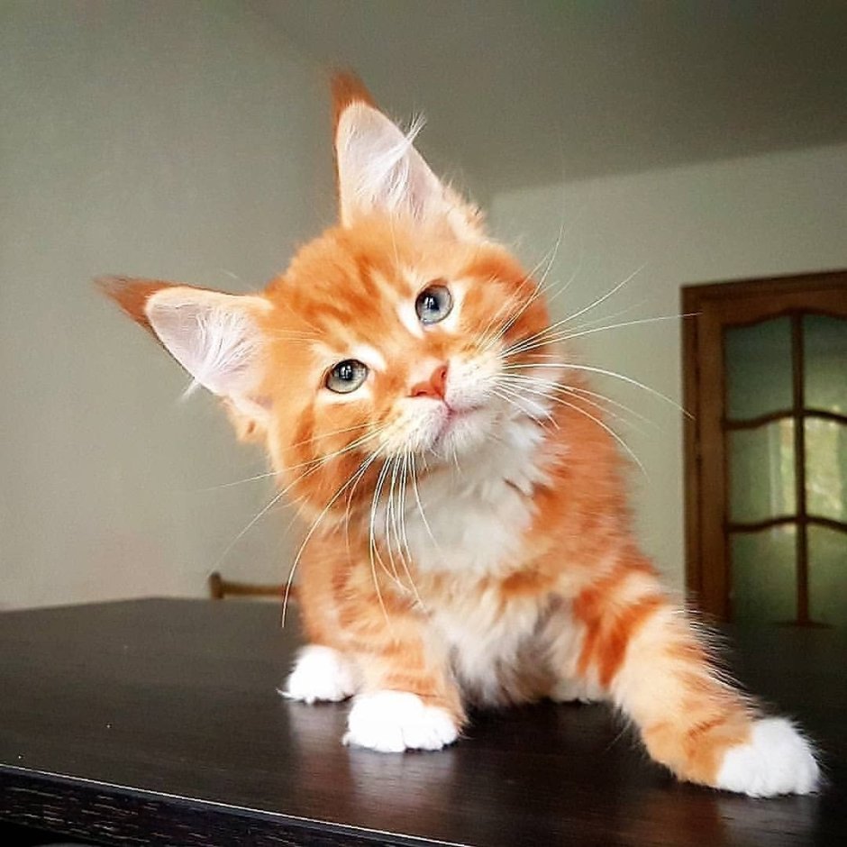 Мейн кун рыжий котенок