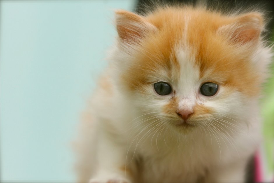 Рыжий кот