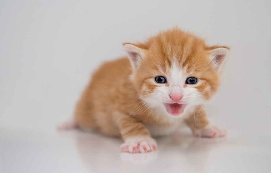 Котенок мяукает